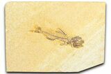 Fossil Fish (Amphiplaga) - Uncommon Species #360688-1
